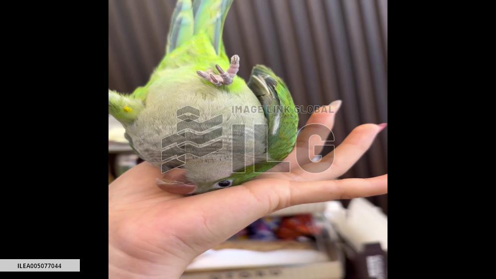 China: Green Parrot With Impressive Handstand Skills in Jiangsu