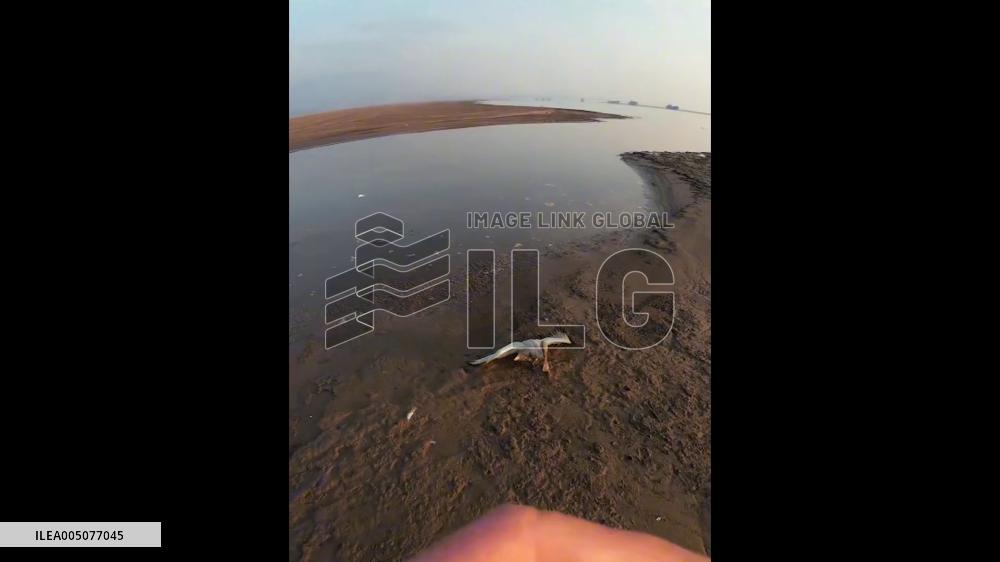 China: Trapped Black-Faced Spoonbill Freed From Fishing Line in Lushan