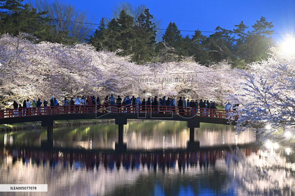 Cherry blossoms in northeastern Japan