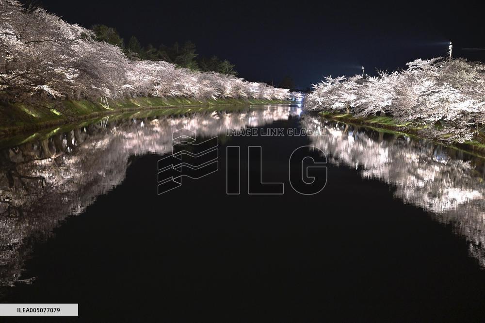 Cherry blossoms in northeastern Japan