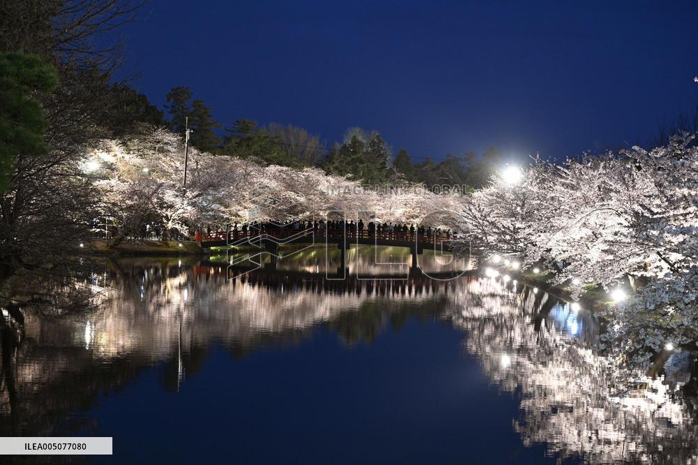 Cherry blossoms in northeastern Japan
