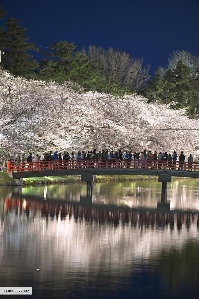 Cherry blossoms in northeastern Japan