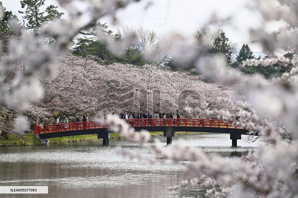 Cherry blossoms in northeastern Japan