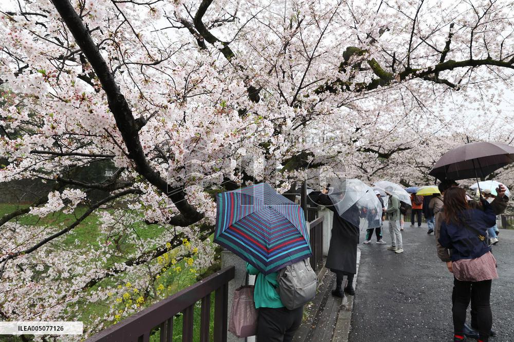An image of the cherry blossoms at Kitanomaru Park (Kudan-minami)