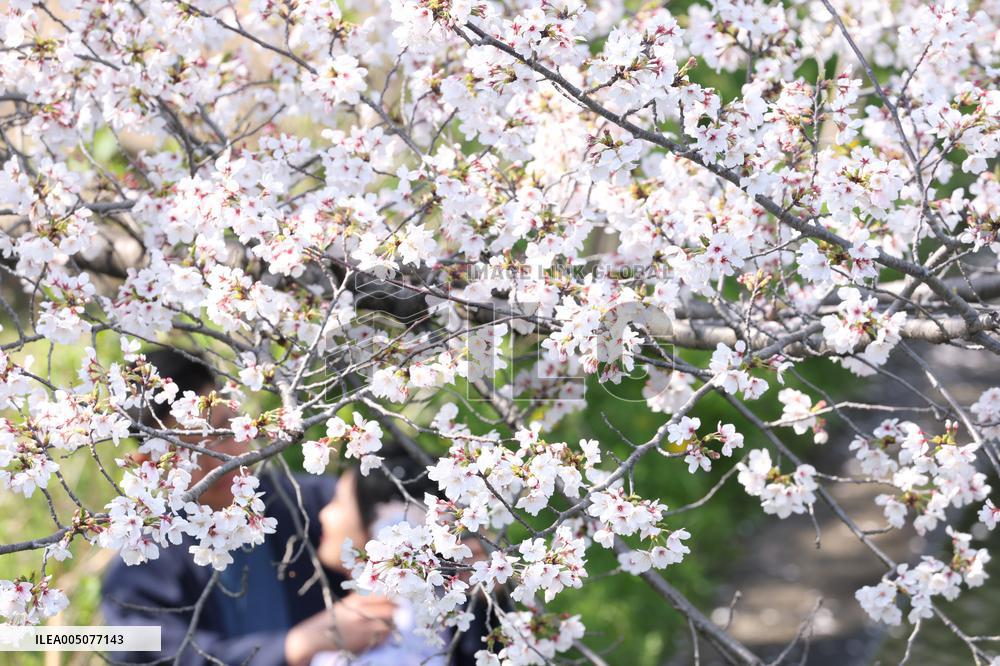 An image of the cherry blossoms in Fushimi, Kyoto