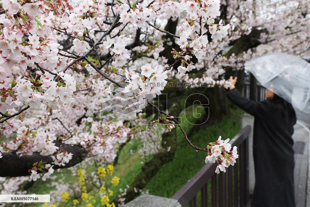 An image of the cherry blossoms at Kitanomaru Park (Kudan-minami)