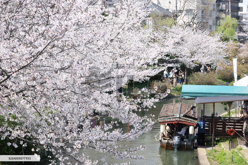 An image of the cherry blossoms in Fushimi, Kyoto