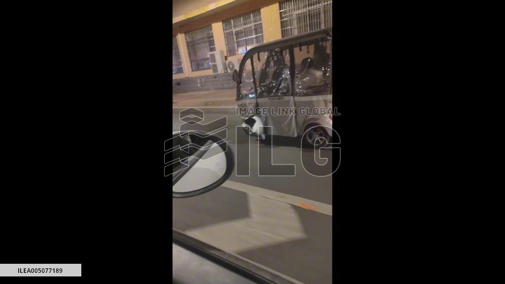 China: Border Collie Hangs Half Its Body Out of Owner’s Scooter and Runs Along in Henan