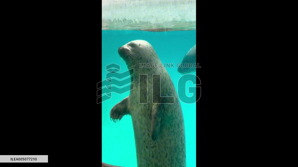 China: Seal Delights Visitors by Waving Its Flipper in Zhuhai