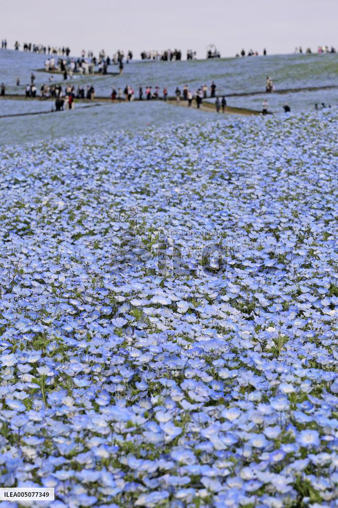 Nemophila flowers in eastern Japan