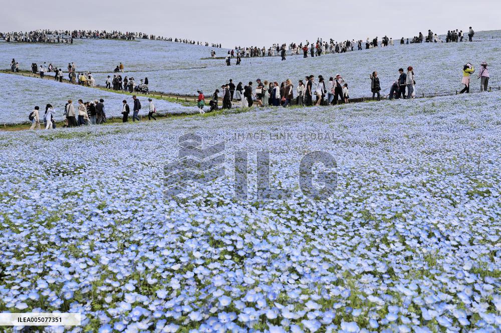 Nemophila flowers in eastern Japan