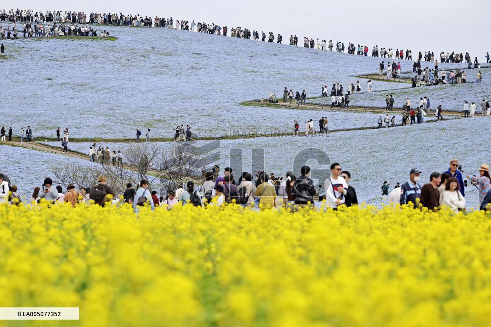 Nemophila flowers in eastern Japan