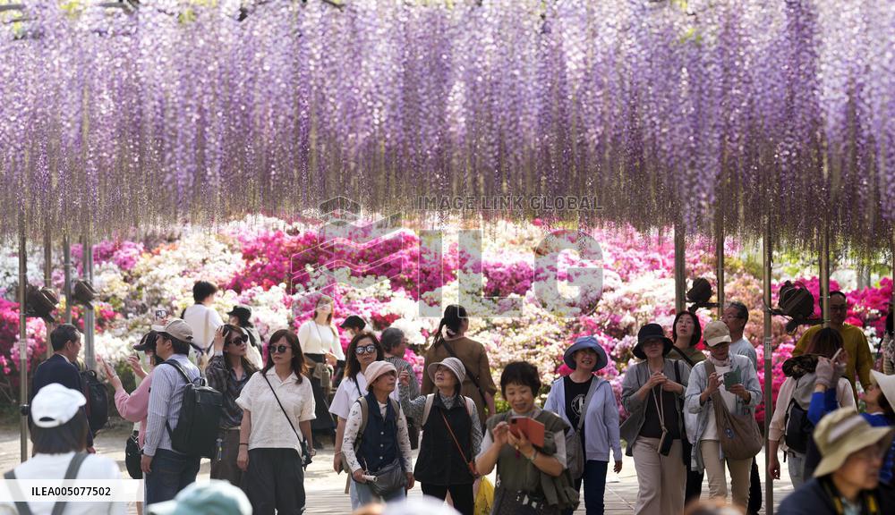 Wisteria flowers at eastern Japan park