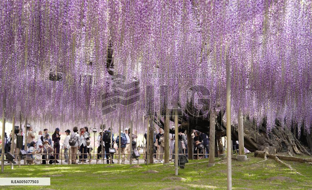 Wisteria flowers at eastern Japan park