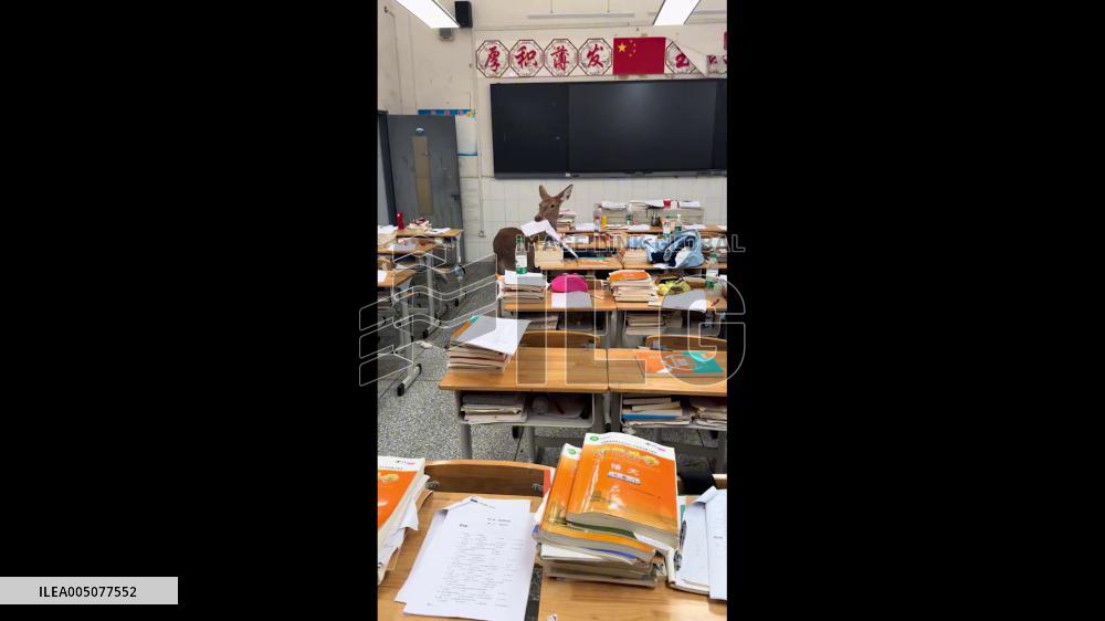 China: Deer Caught on Camera Chewing Exam Papers in Sichuan