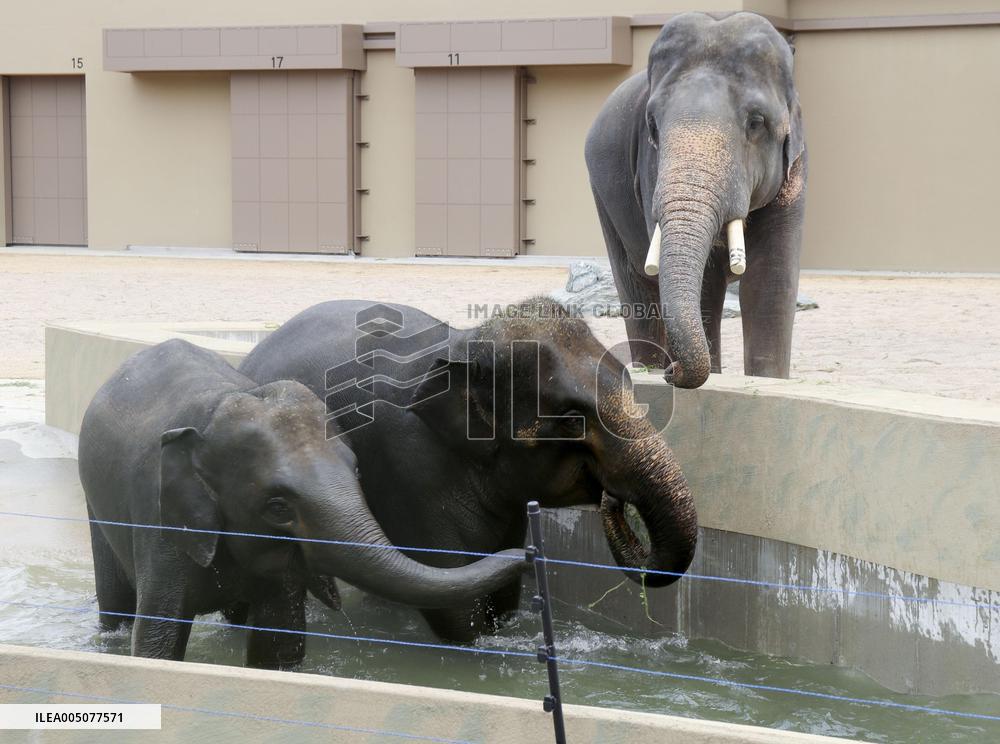 Asian elephants from Malaysia at Osaka zoo