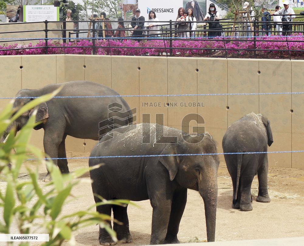 Asian elephants from Malaysia at Osaka zoo