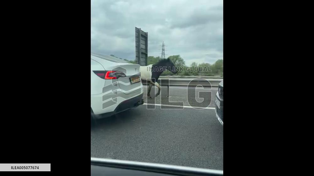 UK: Stray Horses Shut Down Major Highway in Southern England