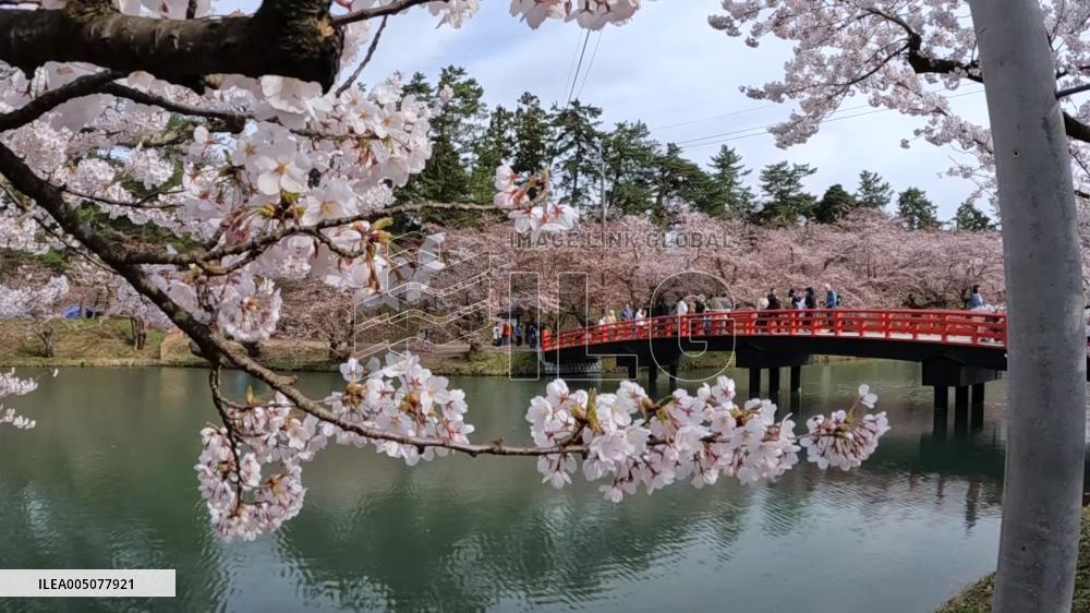 Cherry blossoms in northeastern Japan