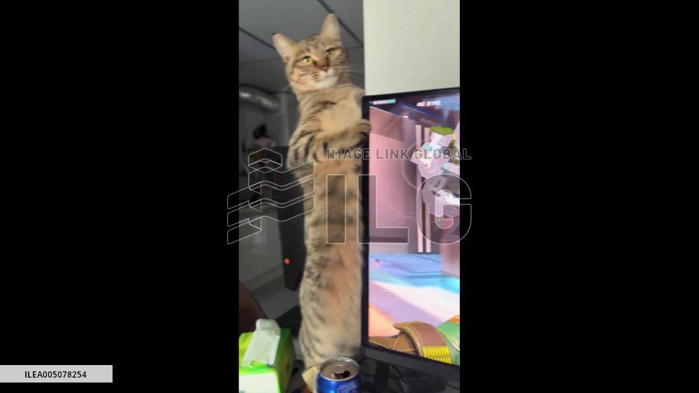 China: Pet Cat ‘Dances’ Along to Video Game Soundtrack in Sichuan