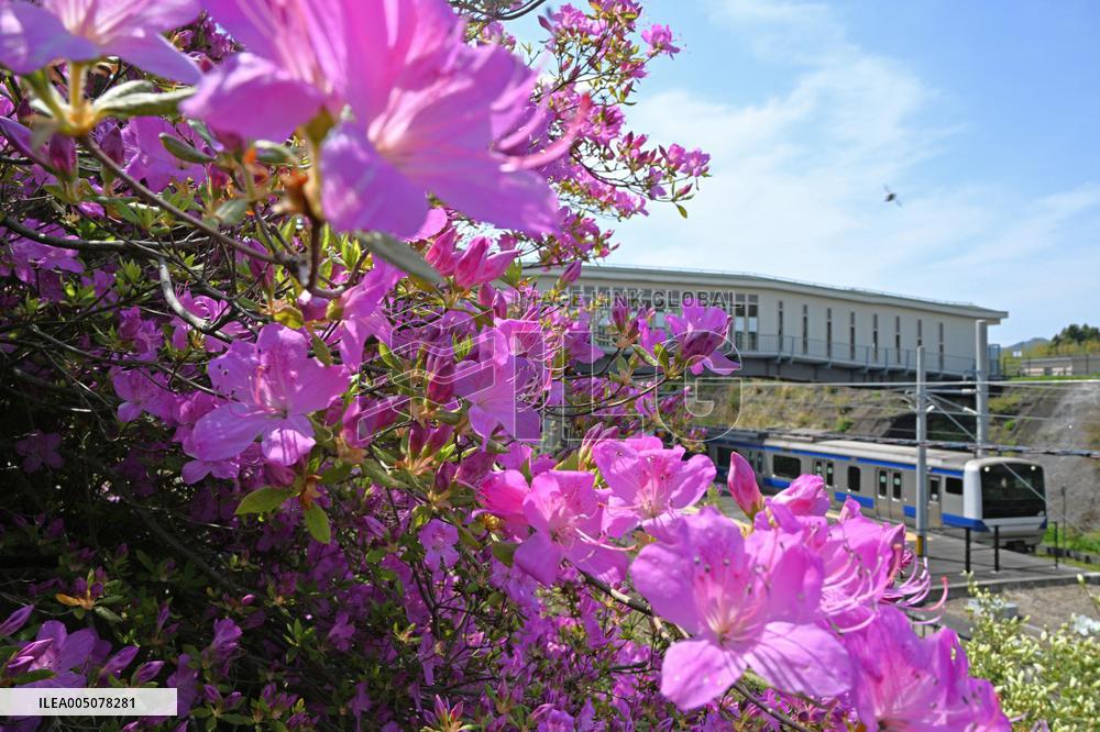 Azaleas in full bloom near Fukushima plant