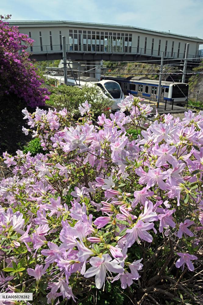 Azaleas in full bloom near Fukushima plant
