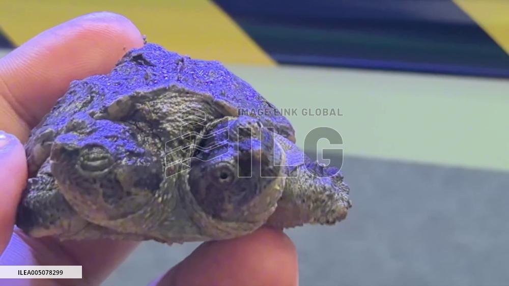 China: Pair of Two-Headed Turtles Face Each Other Through Glass