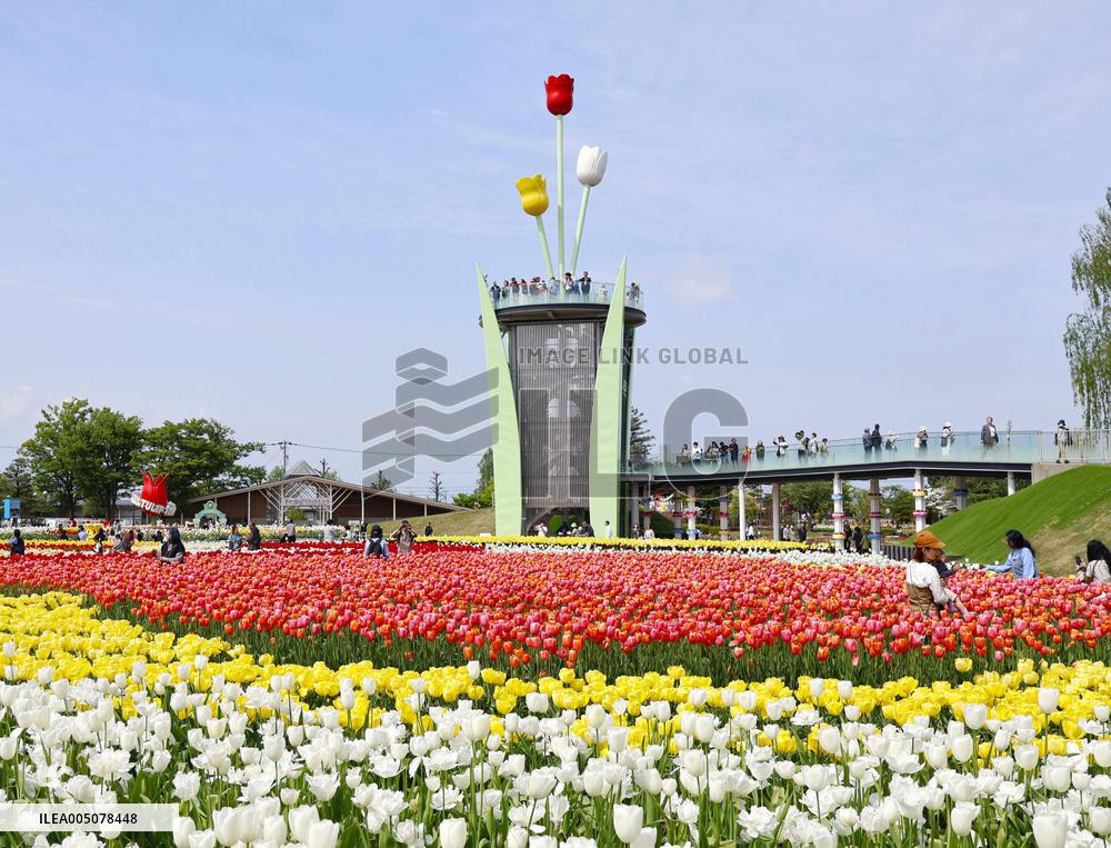 Tulips at central Japan park