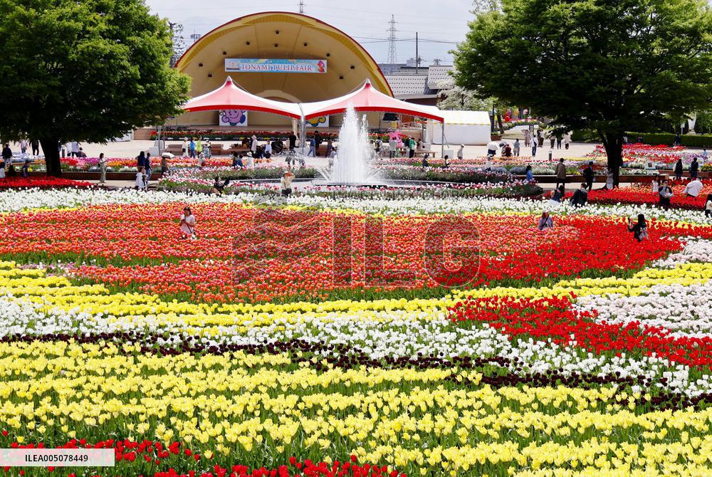 Tulips at central Japan park