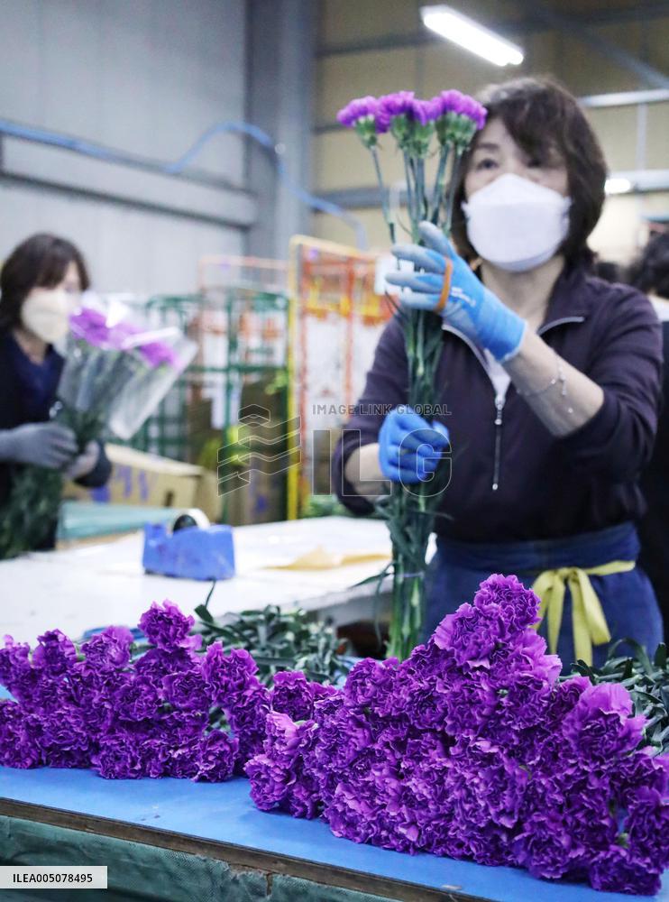 Blue carnation shipments ready