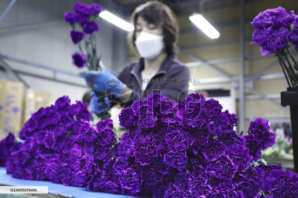 Blue carnation shipments ready