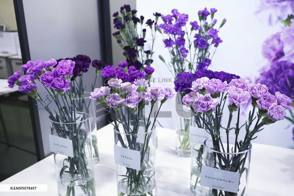 Blue carnation shipments ready