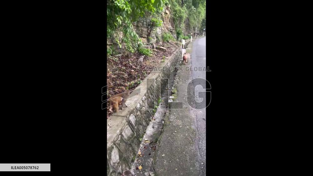 China: Monkey Struck by Moving Vehicle During Roadside Fight, Walks Away Unharmed