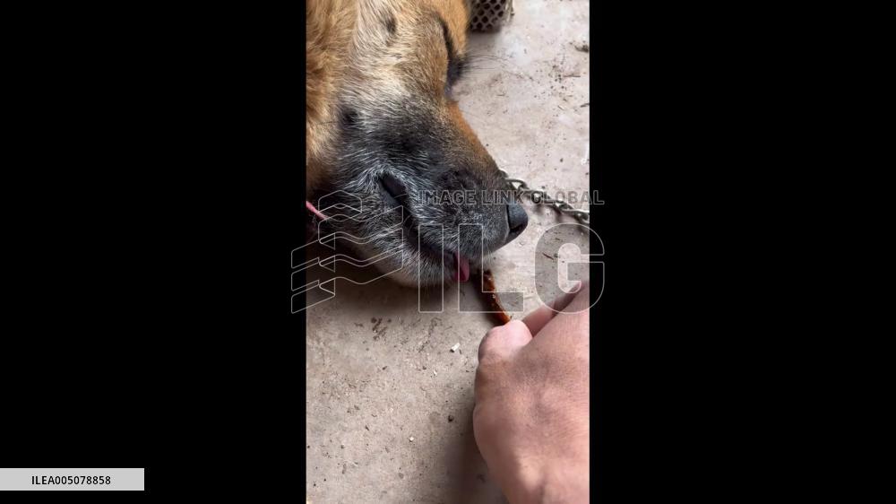China: Sleeping Dog Chews Treat Without Opening Eyes