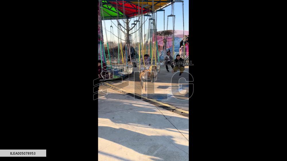 China: Golden Retriever Joins Children on Swing Ride at Henan Amusement Park