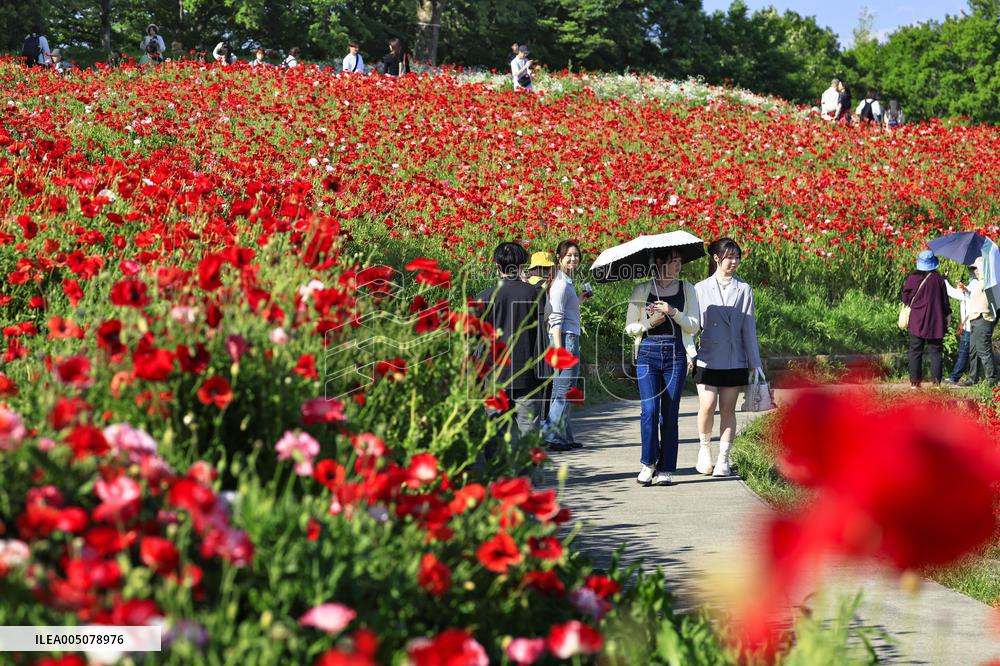 Shirley poppies