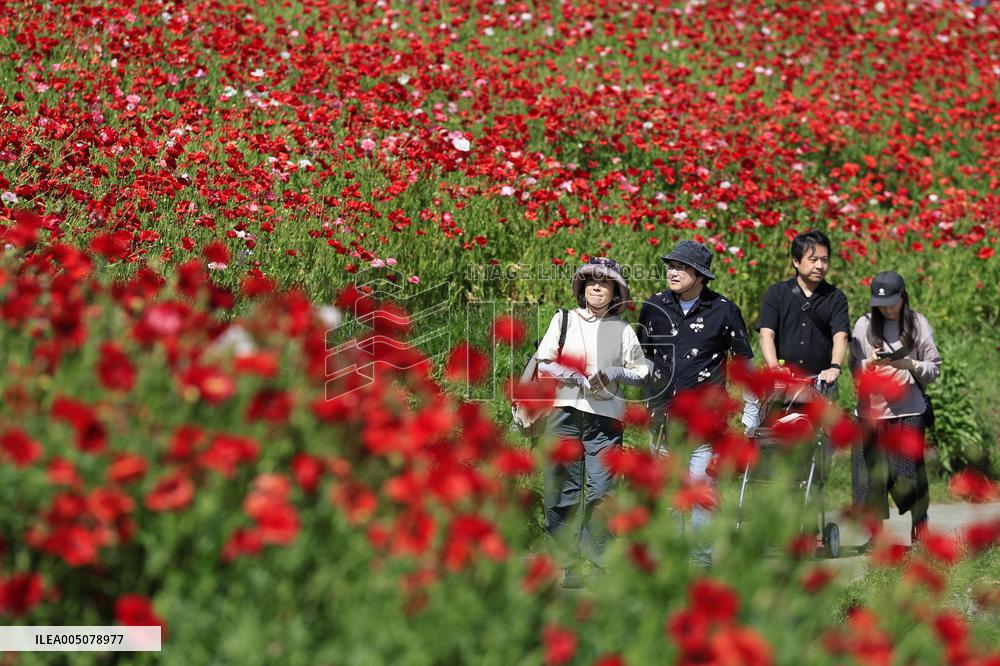 Shirley poppies