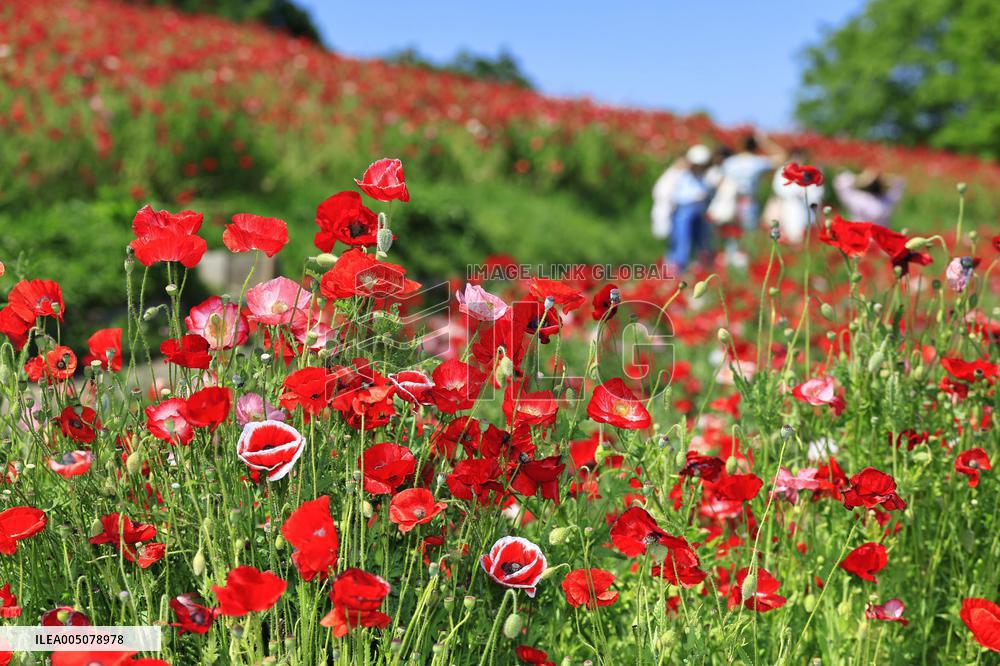 Shirley poppies