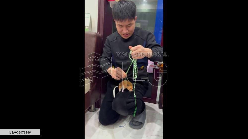 China: Clever Owner Lures Hiding Hamster Out With Help From Its Companion