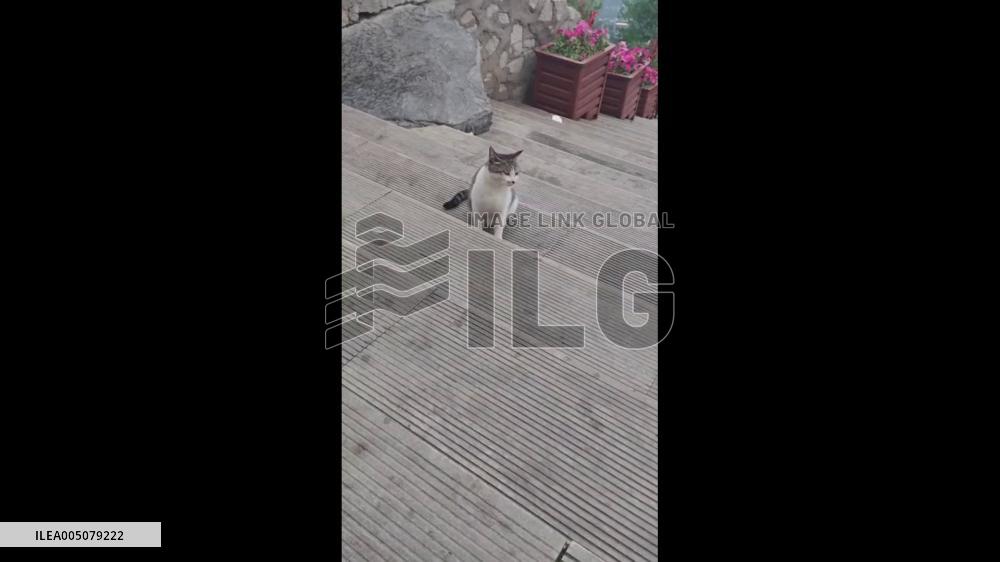 China: Sneaky Cat Steals Ham Sausage From Tourists’ Backpack at Scenic Spot in Shijiazhuang
