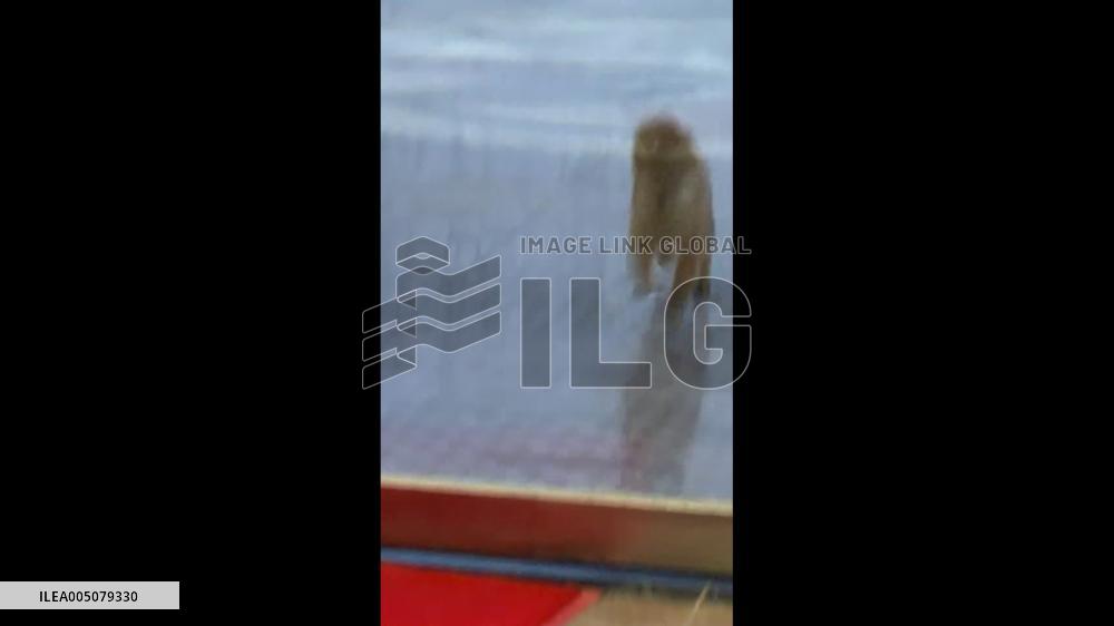 China: Excited Dog Runs Straight Into Glass Door at Jiangsu Shop