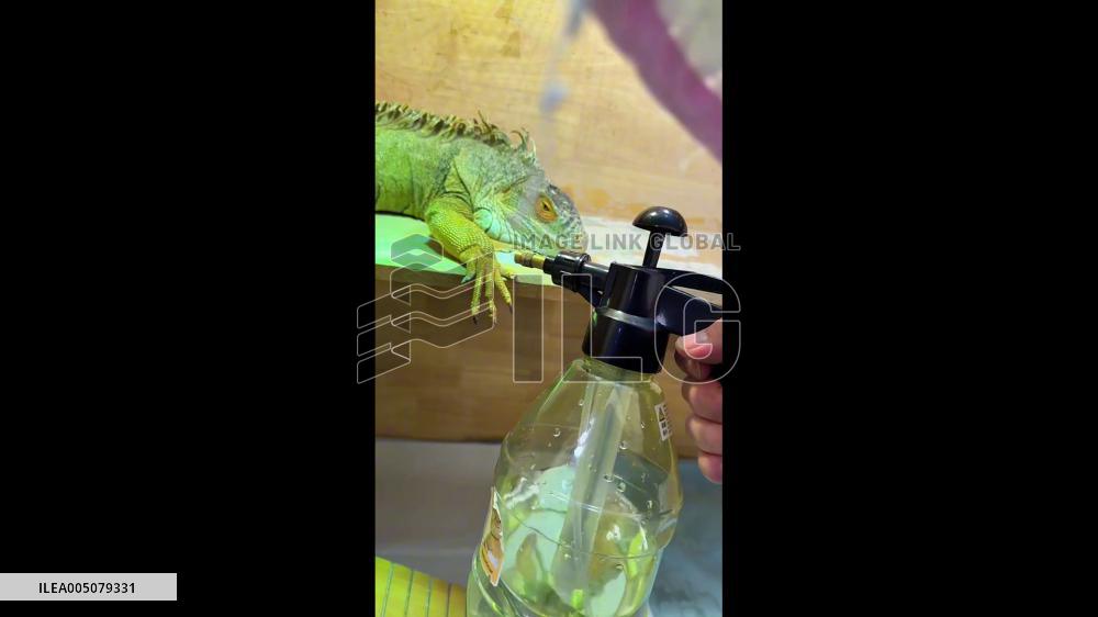 China: Tired Lizard Revived With Refreshing Mist in Jiangsu