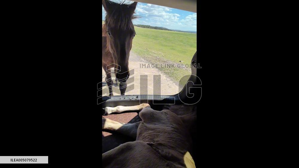 China: Concerned Mother Horse Runs Behind Car Carrying Sick Foal to Vet