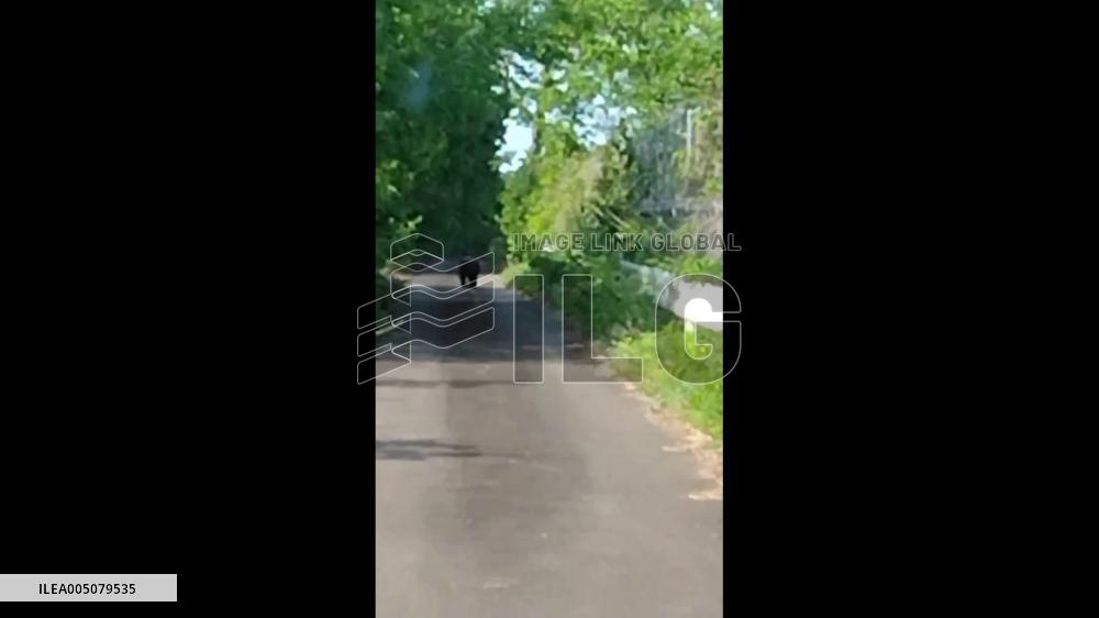 Japan: Rising Temperatures Bring Surge in Bear Sightings Near Residential Areas 2