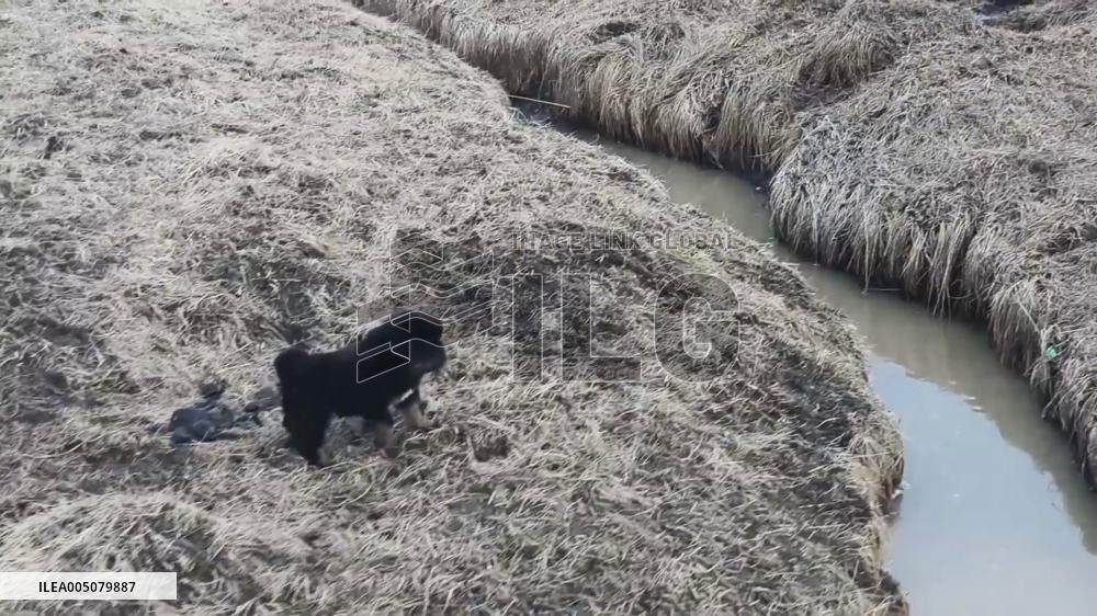 China: Tibetan Mastiff Puppy Falls Into Ditch While Attempting to Jump Across in Sichuan