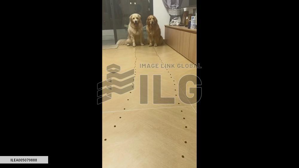 China: Tidier Dog Cleans Up After Messier Companion in Chocolate Bean Challenge