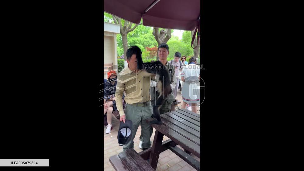China: Cheeky Spider Monkey Meets Its Match During Tourist Encounter at Shanghai Zoo