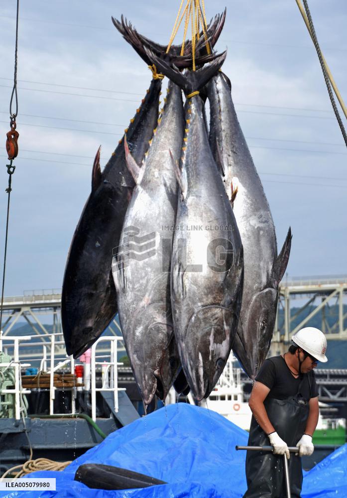 Season's 1st bluefin tuna haul in Tottori