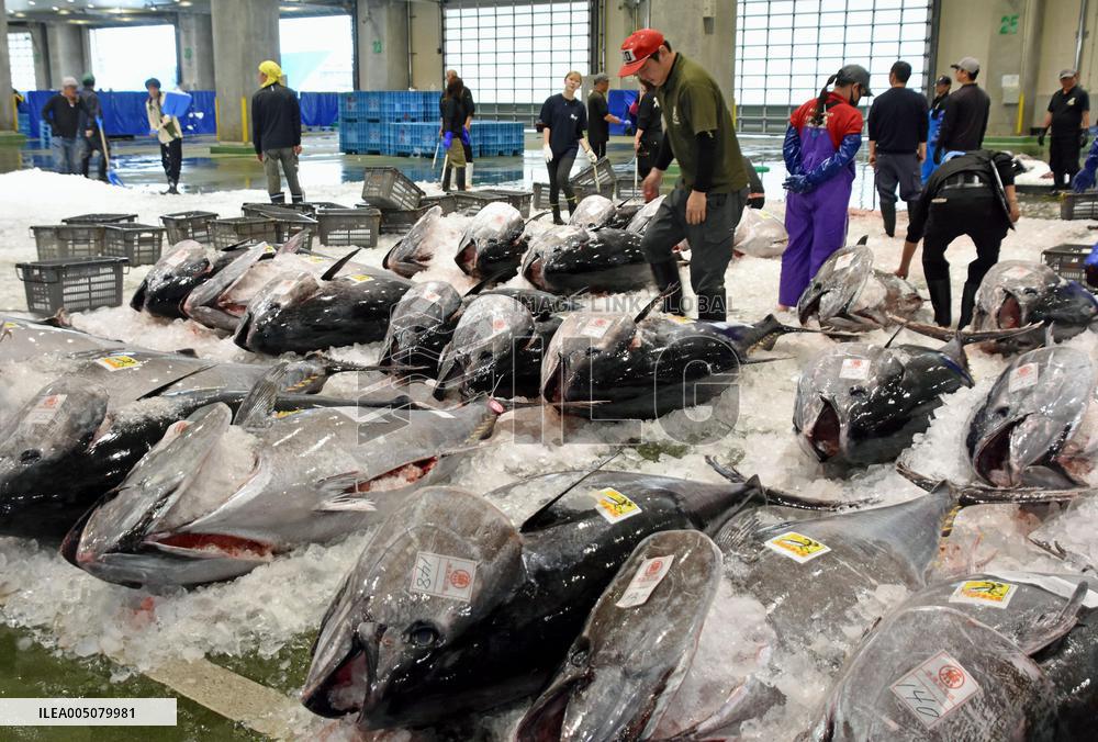 Season's 1st bluefin tuna haul in Tottori
