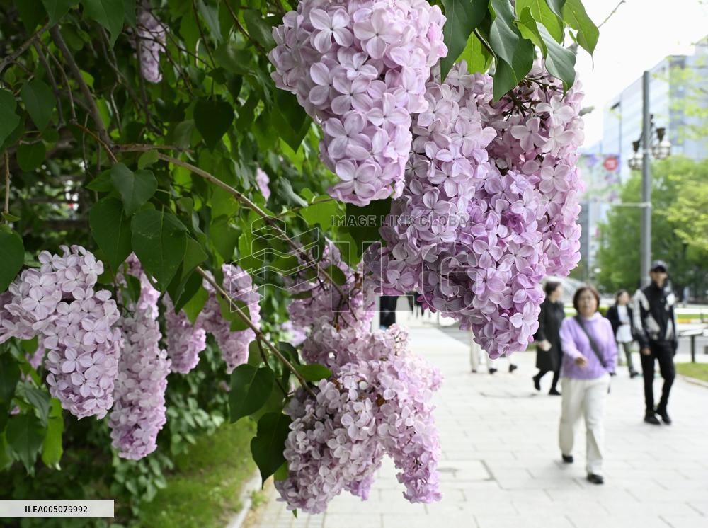 Lilac festival in Sapporo